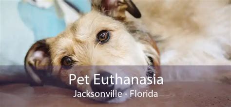 at home pet euthanasia jacksonville fl